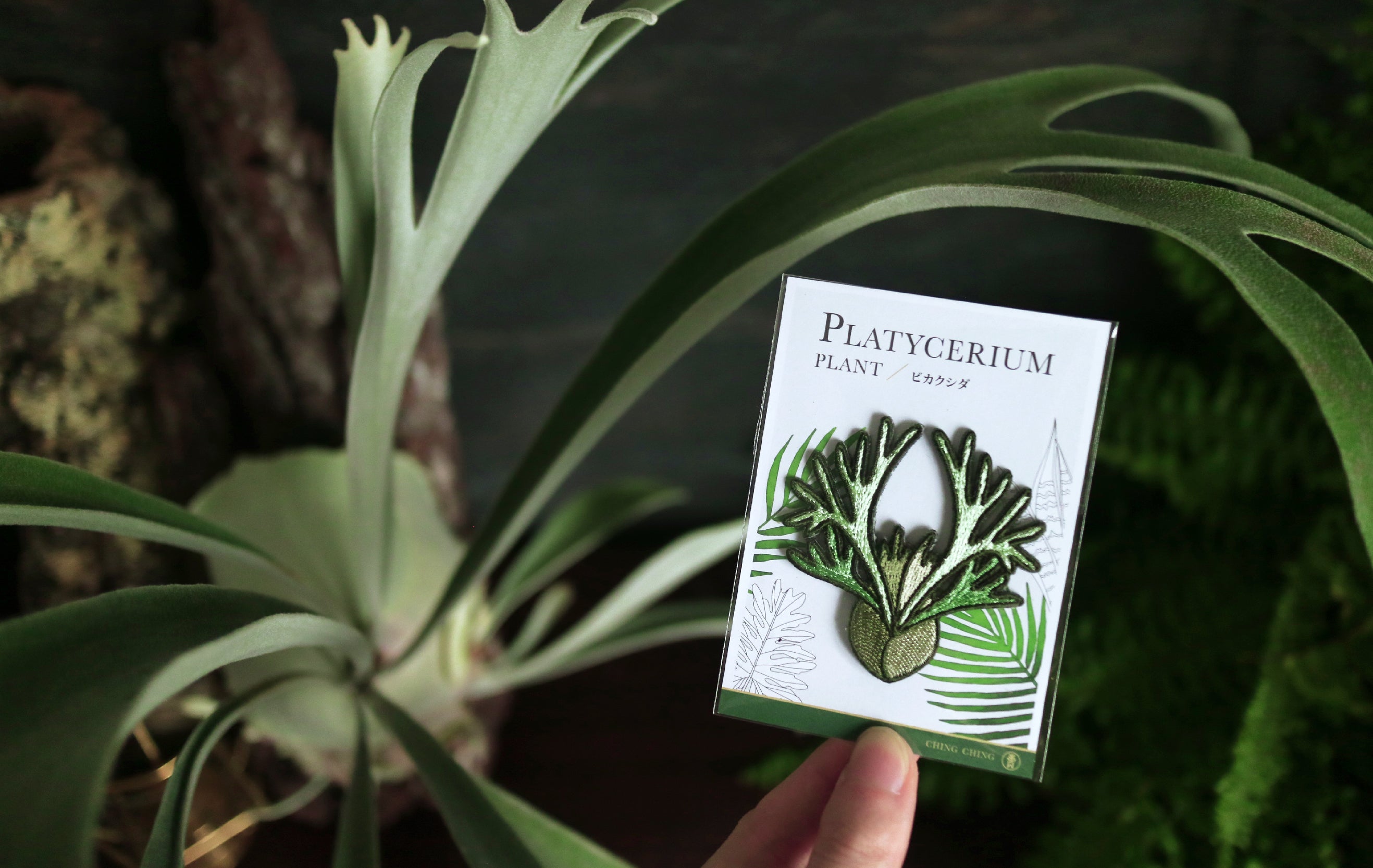 Platycerium Embroidered Patches with Pin Backs